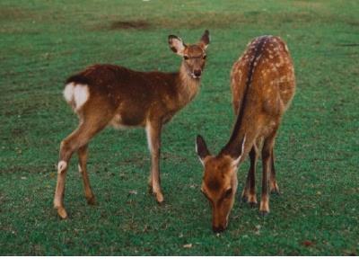 描写彼岸花的段落