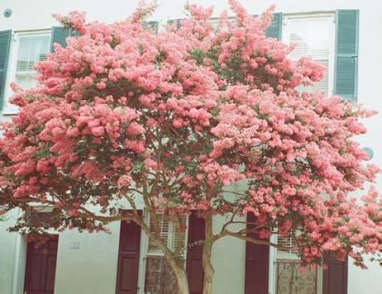 二月二龙抬头吃什么精选