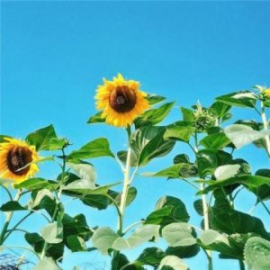 ​感悟语句 感悟句子