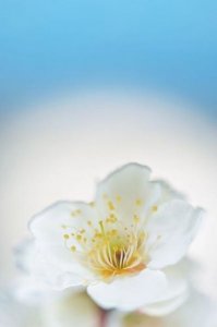 ​佛教唯美诗句