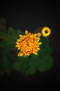 ​描写夏天景色的句子短