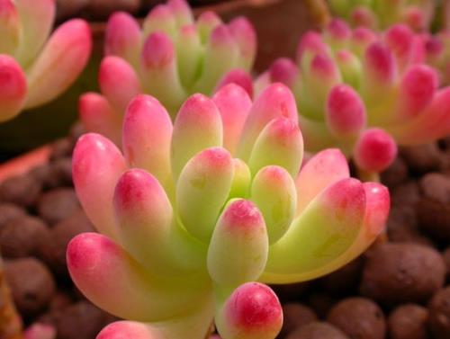 关于描写夏天的句子