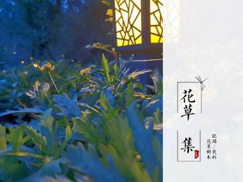 最小说安东尼句子