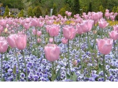 美到窒息的句子知乎