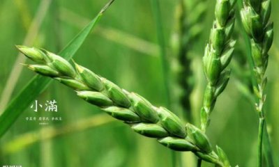 ​描写君子兰的生病句子 怎样描写生病的句子