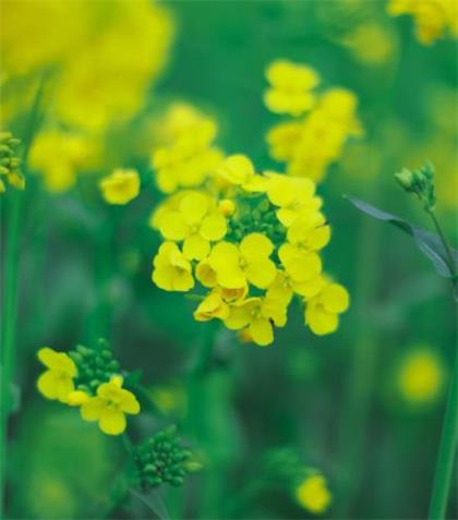 拟人句100优美摘抄大全