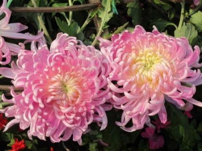 ​六一儿童节搞笑句子