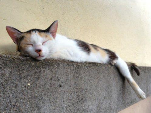 描写小学生的句子 小学生忧愁的句子