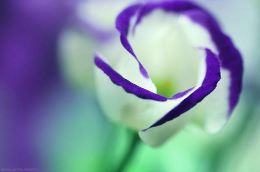 抖音网络流行语短句