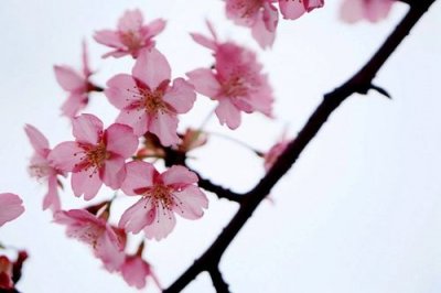 ​春天桃花开放的句子 描写春天桃花开的好句子