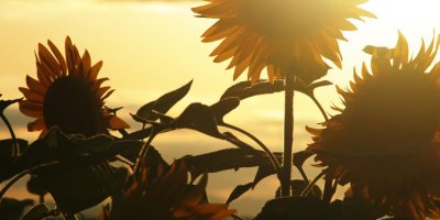 ​环保句子大全（保护环境的标语宣传语大全 100句话简短却霸气十足）