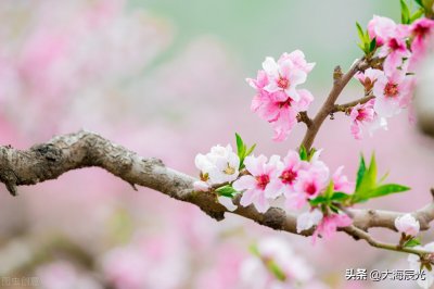 ​描写桃花开的句子 春风过处，遍地桃花开