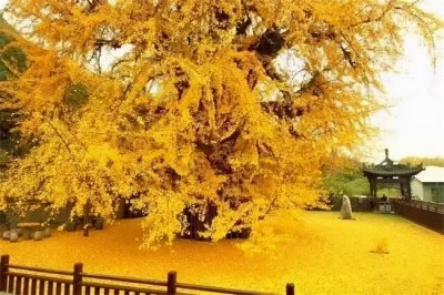 ​银杏叶落下来的优美句子（榈庭多落叶，慨然知已秋 | 适合发朋友圈的银杏落