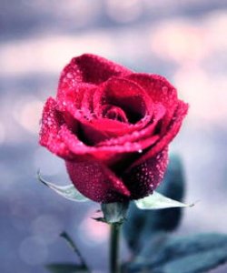 ​爱的短句子 唯美 ，精致简洁，人见人爱