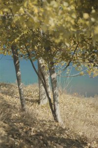 ​描写植树的优美句子（〖关于312植树节的文案朋友圈〗)