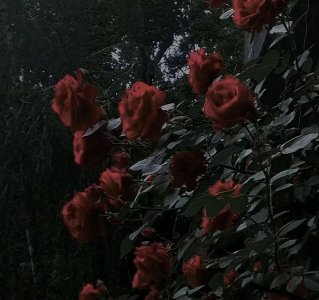 ​文案｜关于玫瑰的美好句子 绝美且不落俗文案