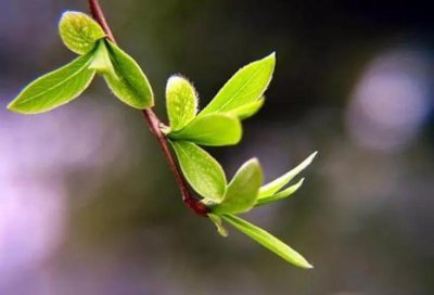 ​飞花令游戏，以春夏秋冬开头的诗句 唯美句子