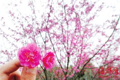 ​有关四月的唯美句子（描写四月的优美句子迎接四月句子 你是人间的四月天