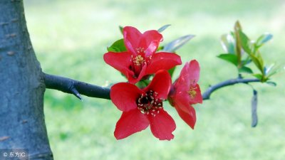 ​春暖花开的句子经典朋友圈（春暖花开的句子：句句经典，图片和文字一起发