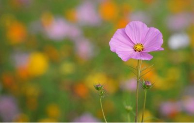 ​发朋友圈的经典美图美句