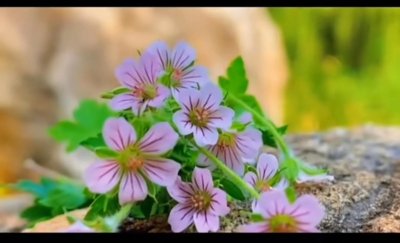 ​给朋友写信的内容唯美