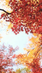 ​归来仍是少年经典语句文案（那些看破人性的经典诗句，请把世情详细看，愿