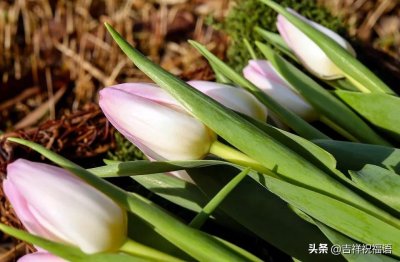 ​关于祝福美好生活的简短唯美语句