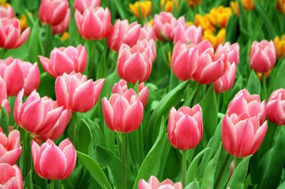 ​夏日中伏的祝福语，早安祝福的唯美句子短句 精选文案