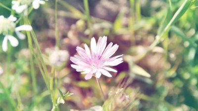 ​《诗经》中最唯美的句子，美到心醉…