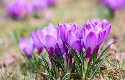 ​人生如花的短句 愿人生如花一样的人生感悟