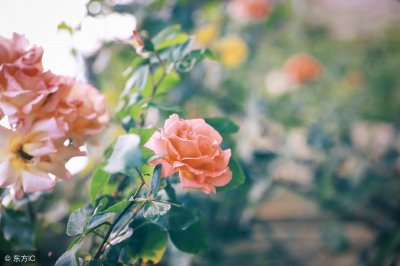 ​林语堂啼笑皆非经典语录（20句林语堂最经典的名句）