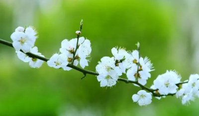 ​形容春天的优美句子简短文案（15句干净极简的春天唯美文案，温柔治愈温馨语录