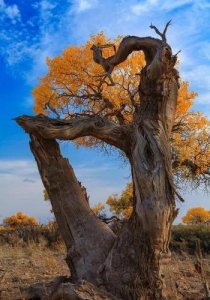 ​形容植物生命力顽强的句子（动植物生命力的短句）