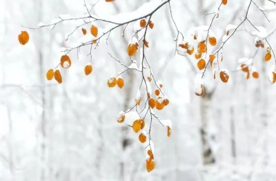 ​秋已尽冬将至唯美句子短句（秋天再见冬天你好唯美句子文案精选短句）