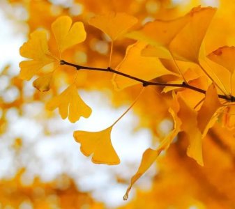 ​秋天到来的唯美句子 精选文案