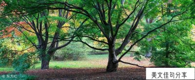 ​形容树木的句子(四丰山的优美句子77句)