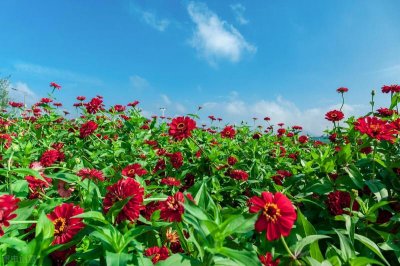 ​形容小学生有朝气的句子（学生朝气蓬勃的阳光句子）