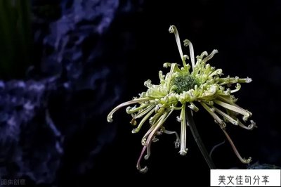 ​关于亲人逝世的句子(祭奠刚刚离世的亲人)