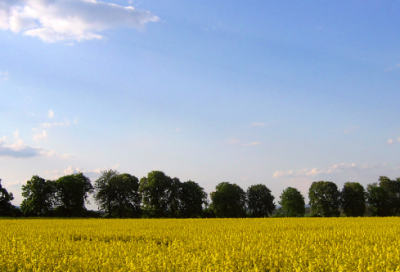 ​幼儿美术教案20篇