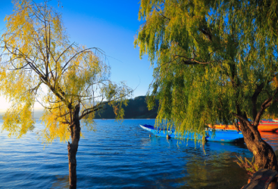 ​小学语文《凡卡》教案一等奖设计