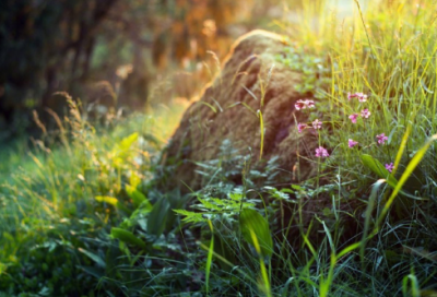 ​小学语文教育教学总结