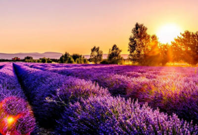 ​平行线的性质教学设计一等奖