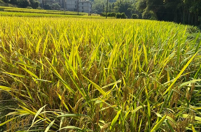 最有深度的网名(精选1337个)