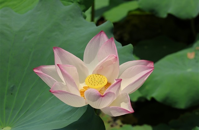 2023男生昵称(960个)