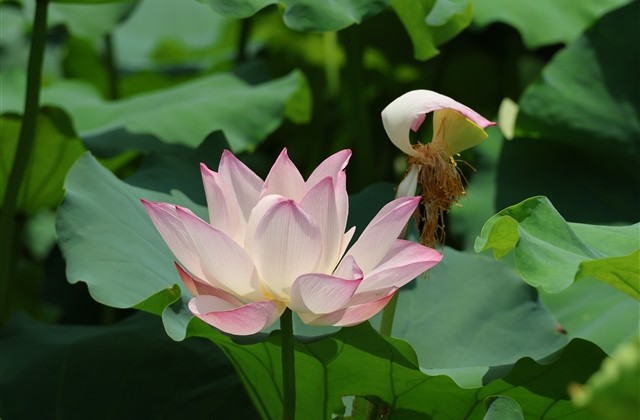 王者荣耀简单又好听的名字(优选873个)