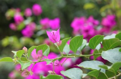 ​2023最洋气网名(801个)