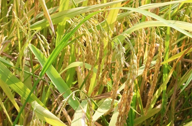 离家出走的少女游戏名字