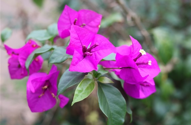 超级可爱又很俏皮的网名(优选122个)