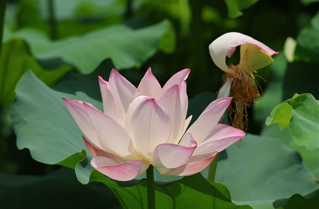 穿越火线有咐号游戏网名(共100个)