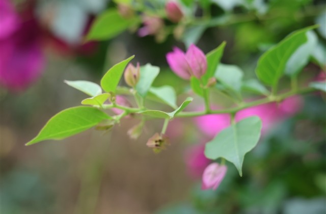 穿越火线有咐号游戏网名(共100个)